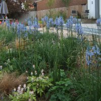 Naturalistic planting